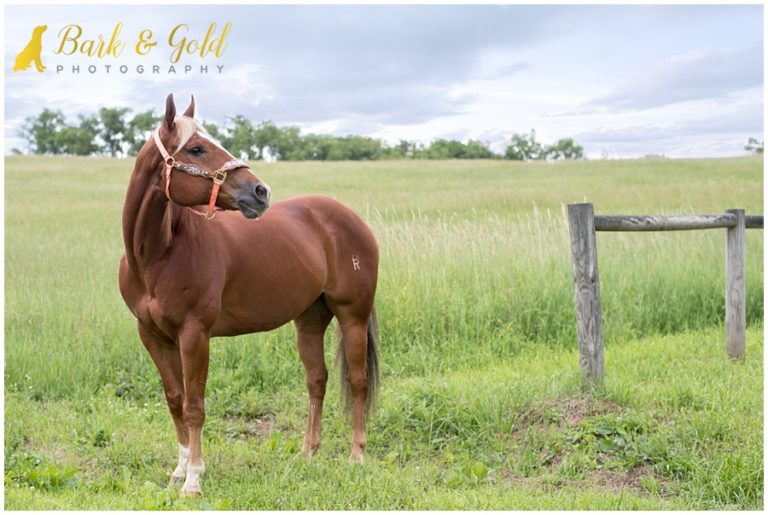 Money the American Quarter Horse Pittsburgh Equine Photography