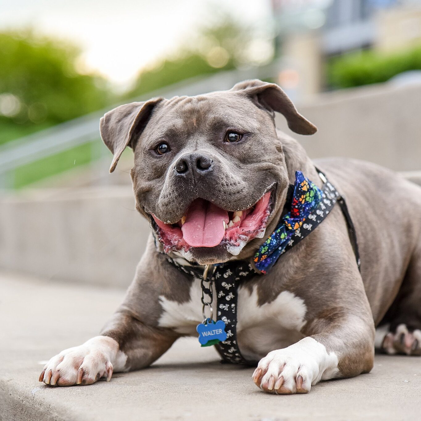 pit bull on Pittsburgh's North Shore during a spring session