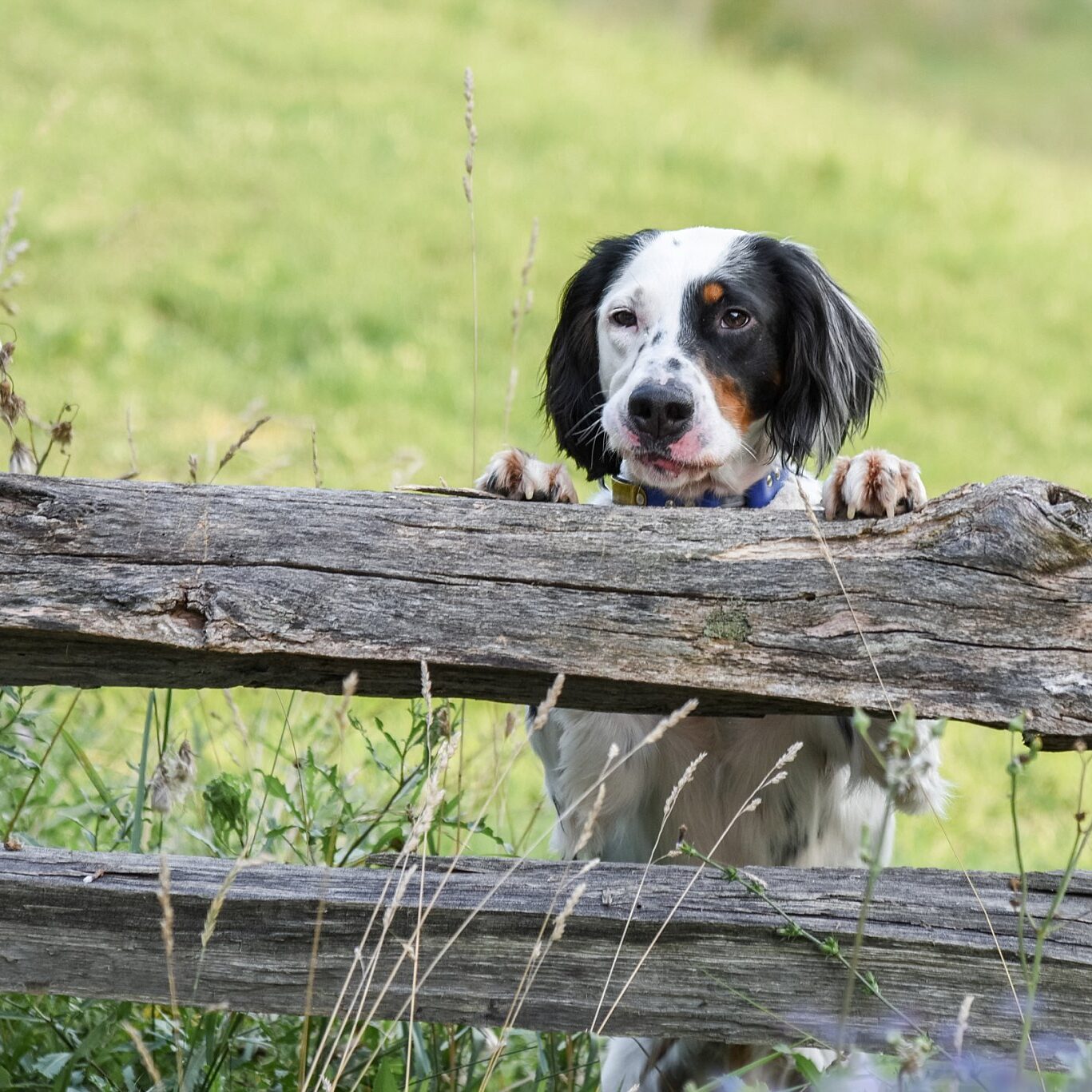 black and white English Setter on split rail fence at South Park