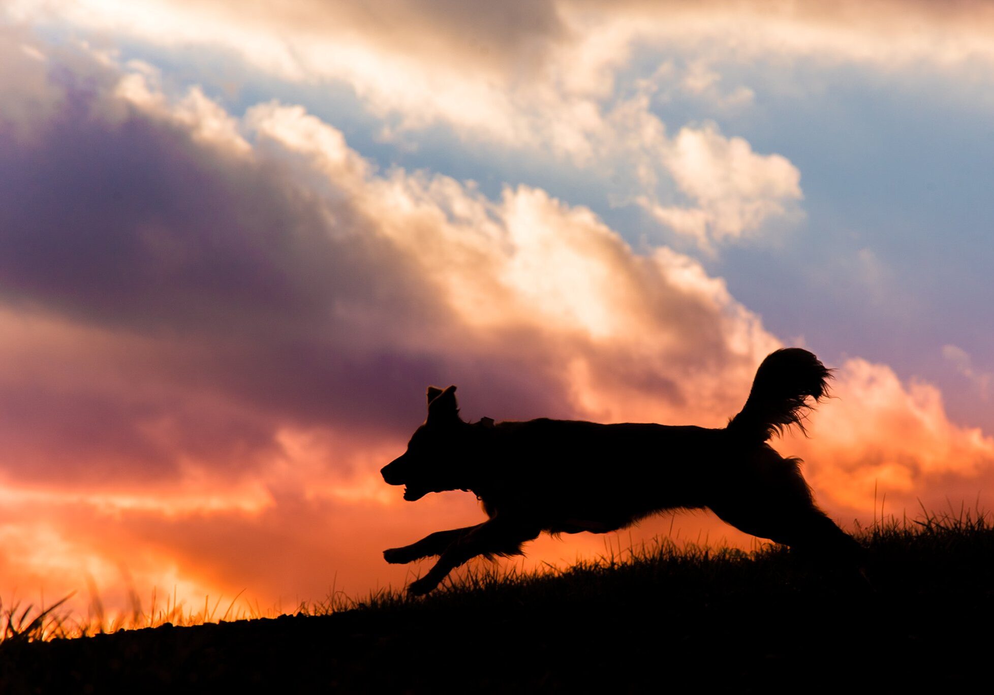 silhouette of golden retriever against a colorful sunset at Mingo Creek Park