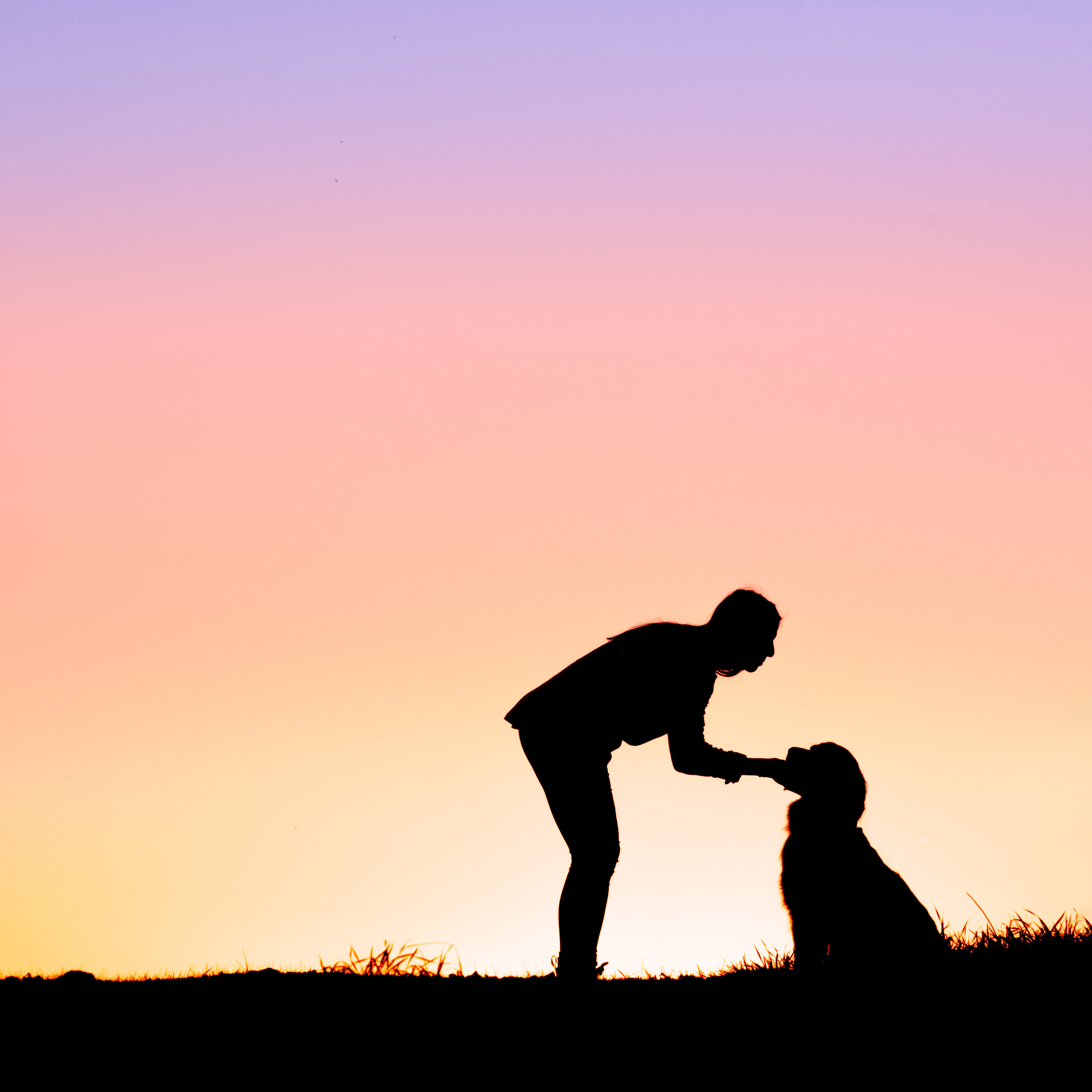 sunset silhouette of woman petting dog's chin
