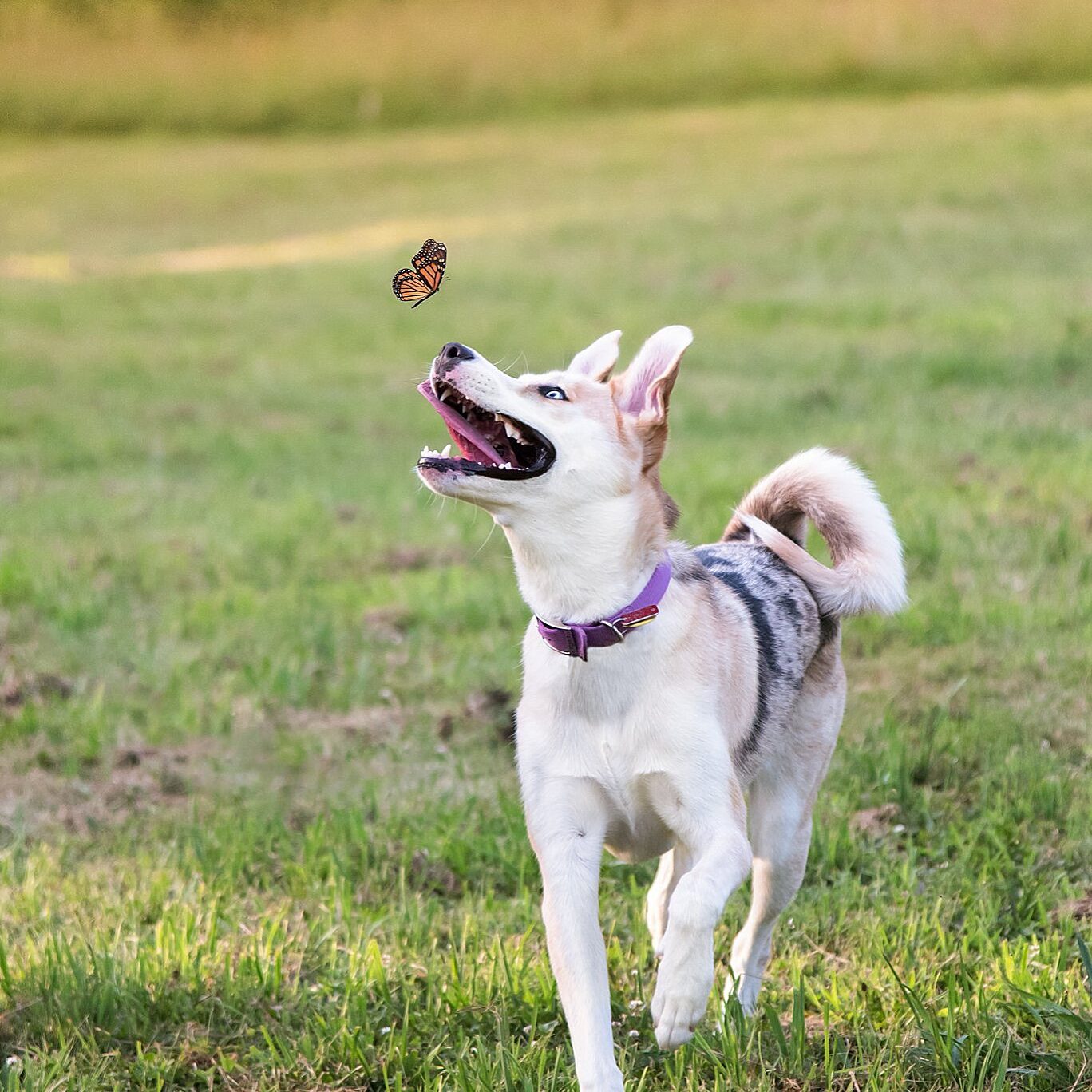 husky mix puppy chasing a butterfly at South Park