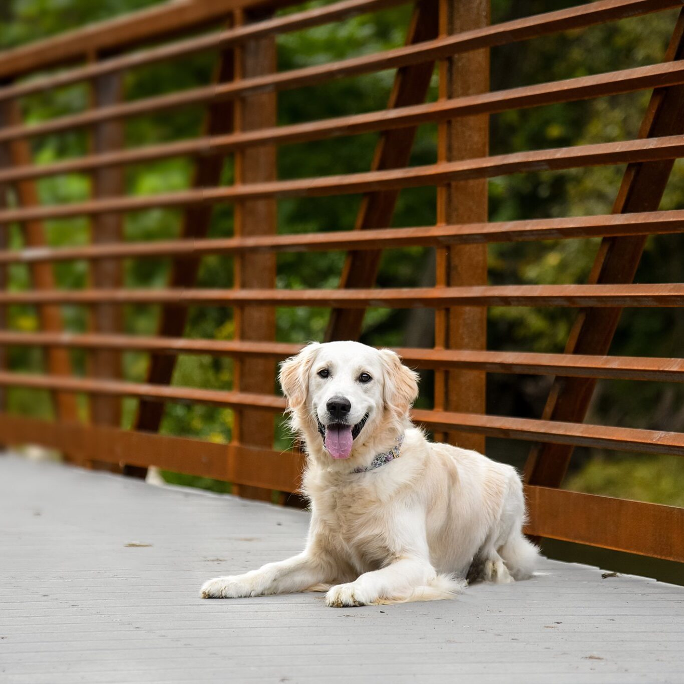 white golden retriever puppy resting on a bridge at Brady's Run Park in Beaver County