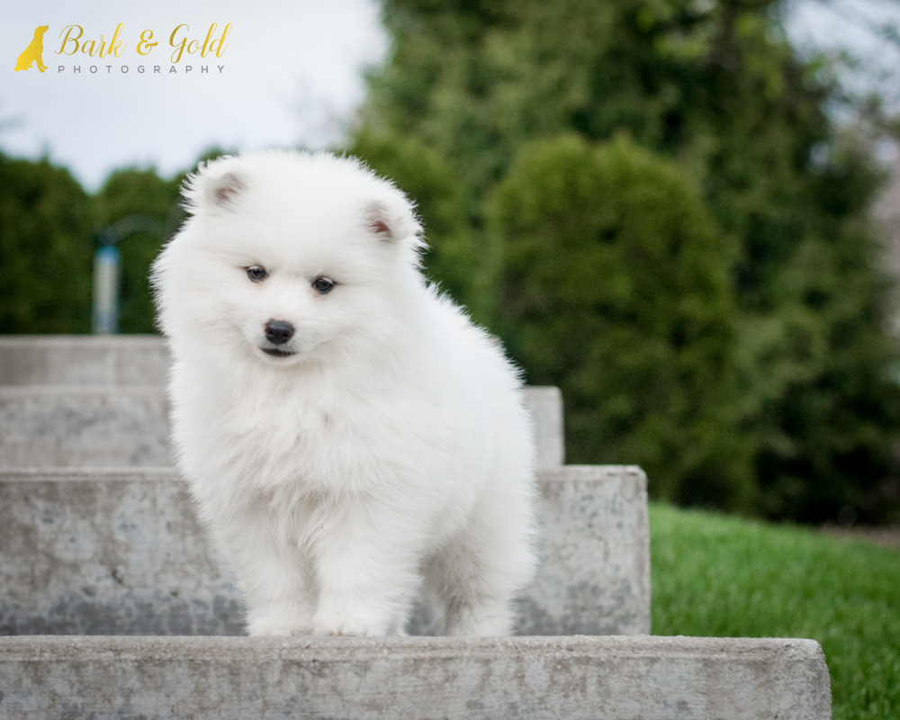 miniature american eskimo dog standing on steps