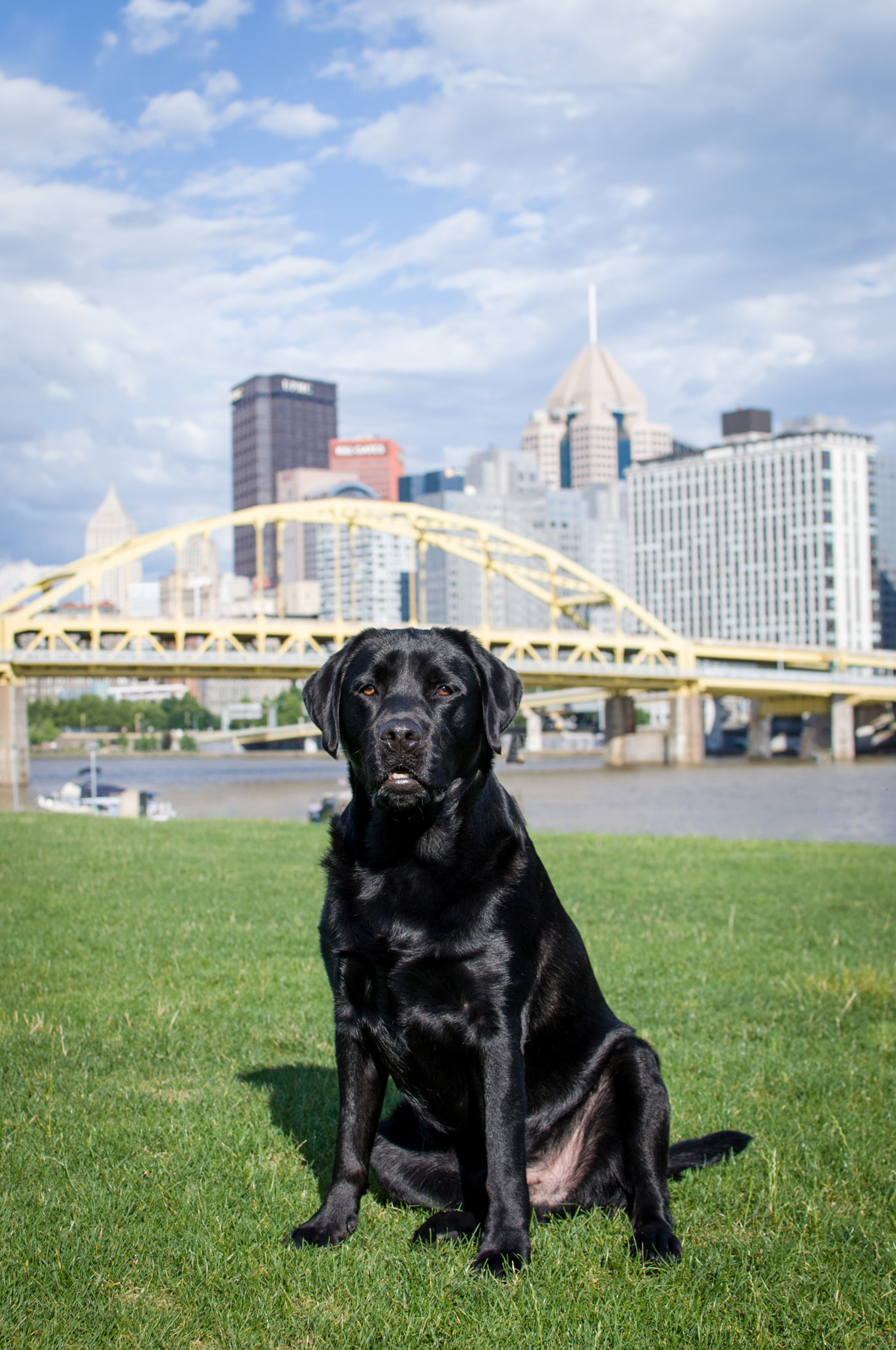 black lab sitting in grassy area in front of downtown pittsburgh skyline