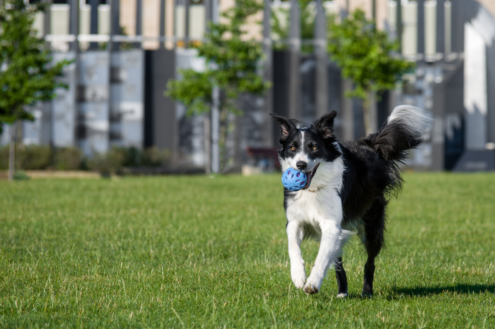 border collie running with ball in downtown pittsburgh