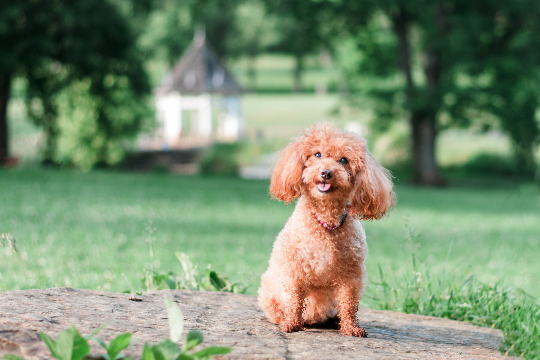 miniature poodle poses on a rock at south park maple springs gazebo near pittsburgh