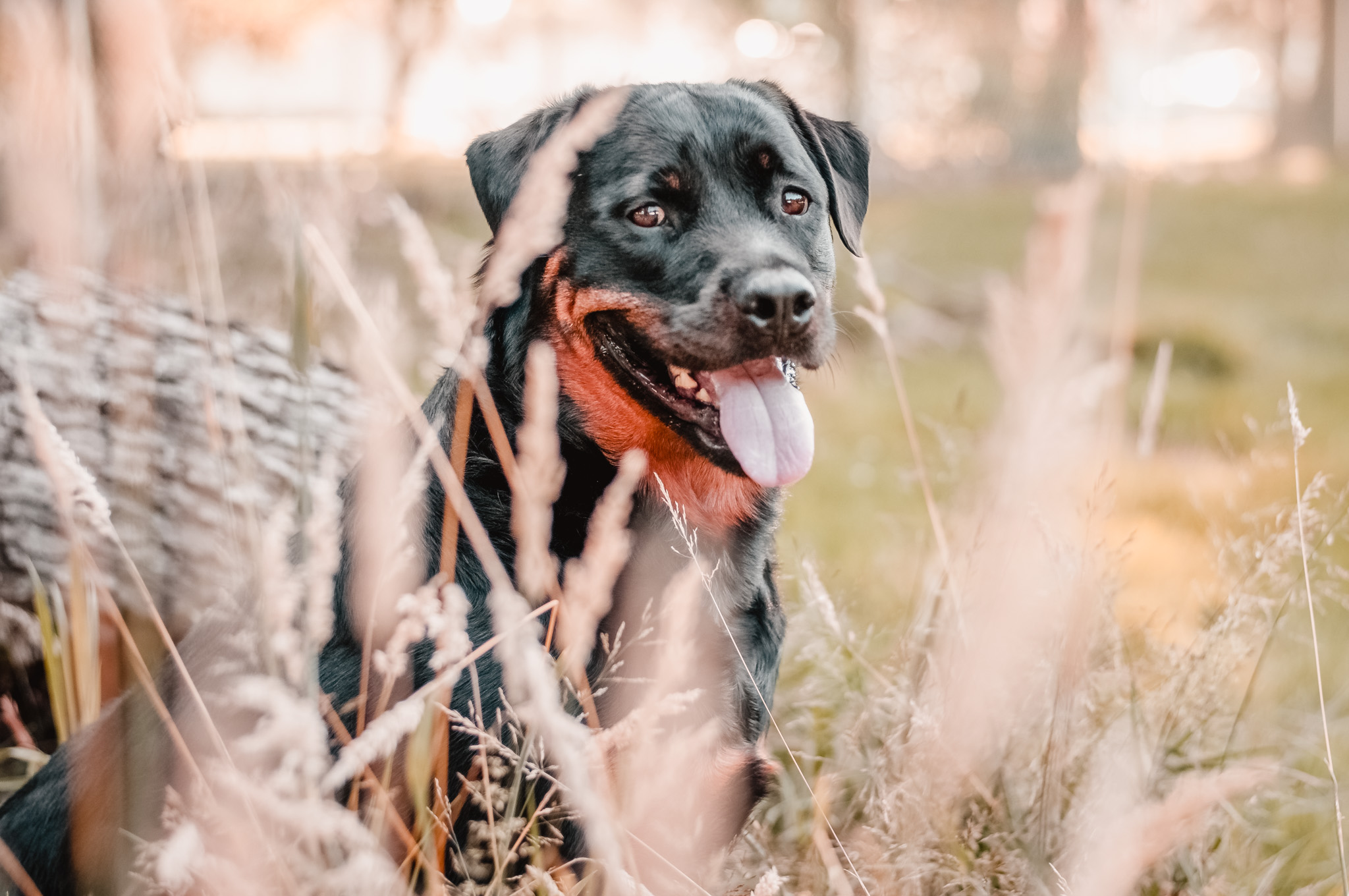 rottweiler between wheat grass in beaver county backyard session