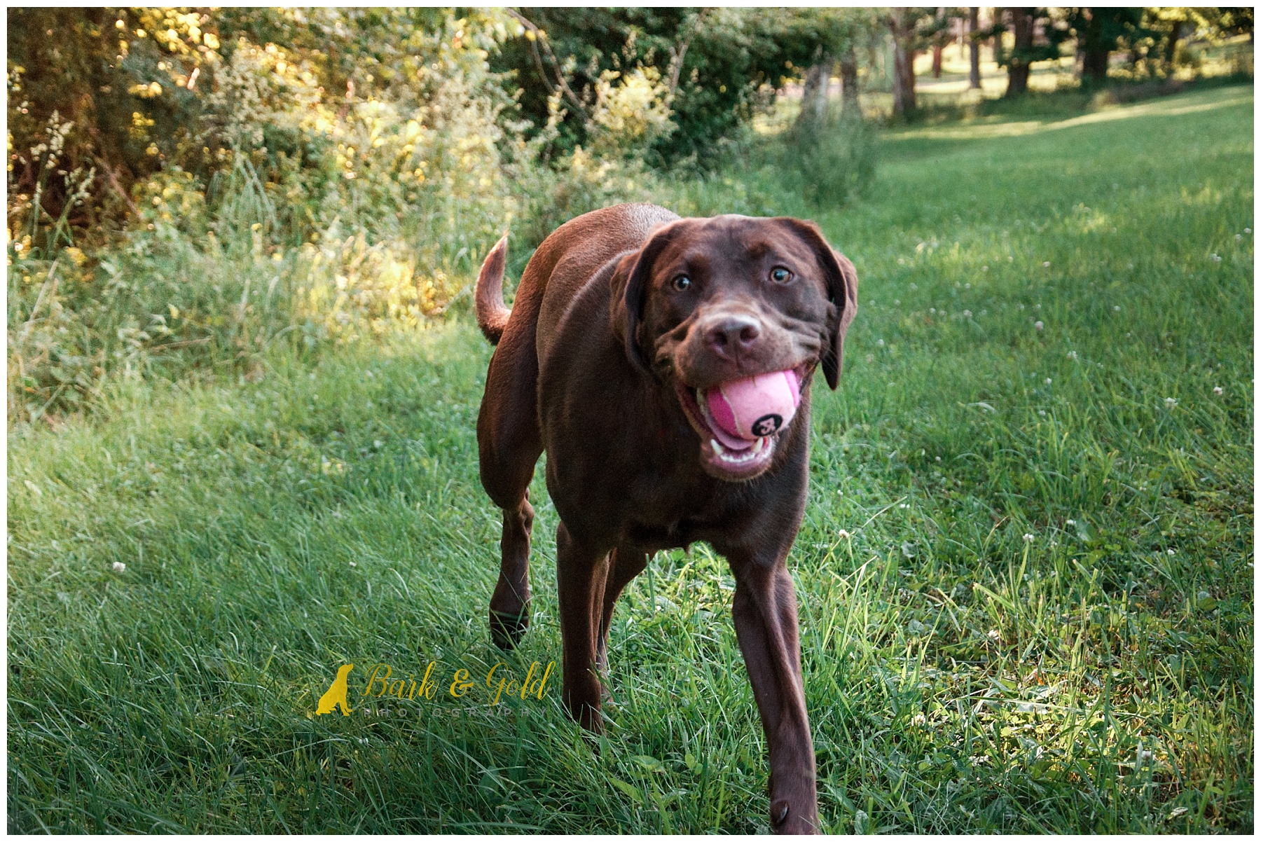 chocolate lab playing with a pink tennis ball in a field at south park