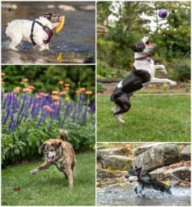 How to Prepare Your Dog for a Professional Photography Session (From a Pet Photographer Who’s Seen It All)