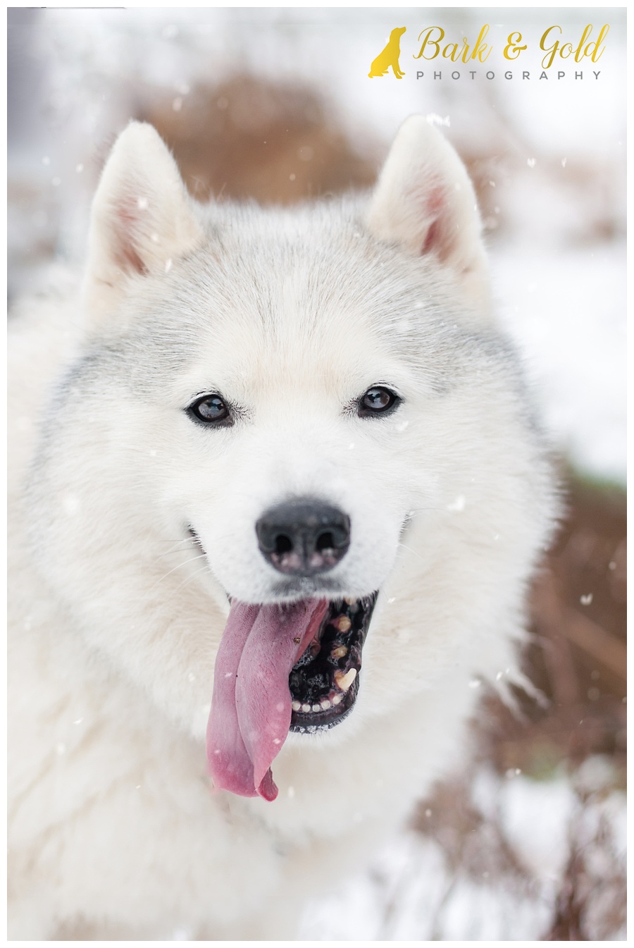 Siberian husky showing off long tongue during a snow session at Olson Park