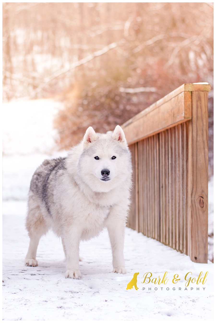 Siberian husky standing on footbridge during a snow session at Olson Park