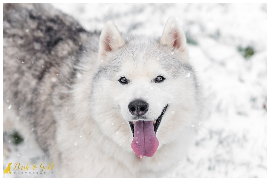 Siberian husky smiling as snow falls during a snow session at Olson Park