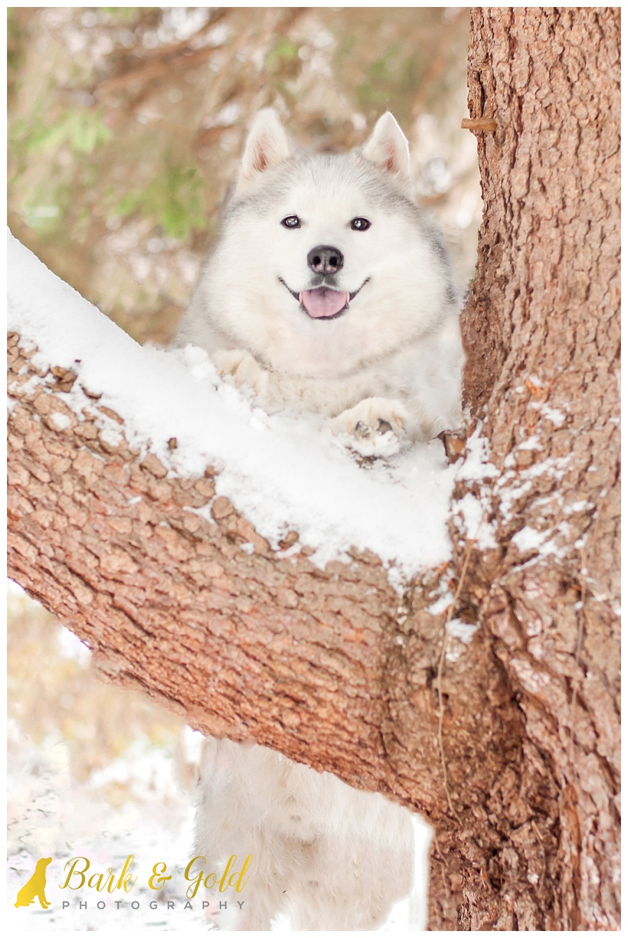 Siberian retriever standing against a tree during a snow session at Olson Park