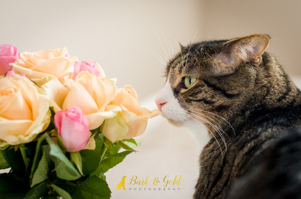 Cat smelling yellow and pink roses