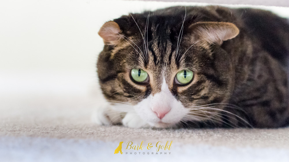 Cat with green eyes curled up on beige carpet