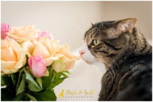 Bodie Jones - Pittsburgh Cat Photography
