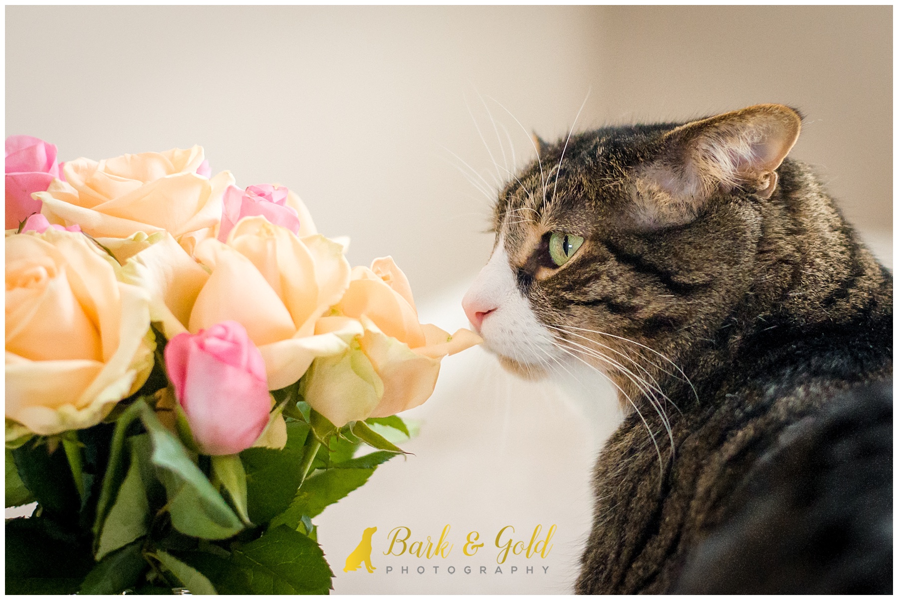 brown cat smells vase of yellow and pink roses
