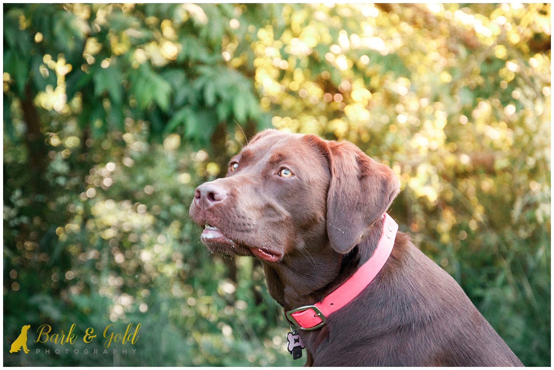 chocolate Lab in beautiful light at South Park