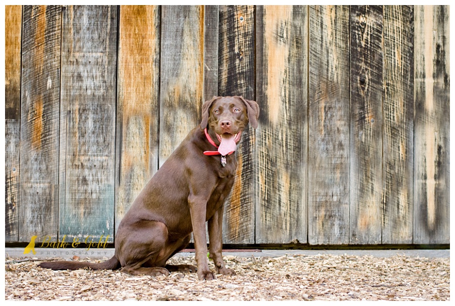 chocolate Lab posing by an old wooden barn door in South Park