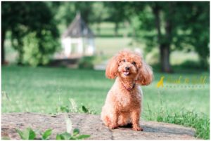 Ginger the Miniature Poodle - Pittsburgh Pet Photography