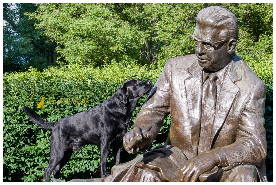 curious black Lab climbing to meet Art Rooney in statue
