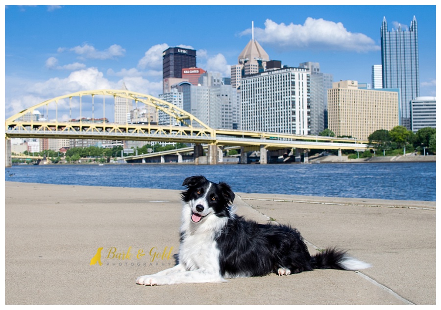 search and rescue border collie in downtown Pittsburgh