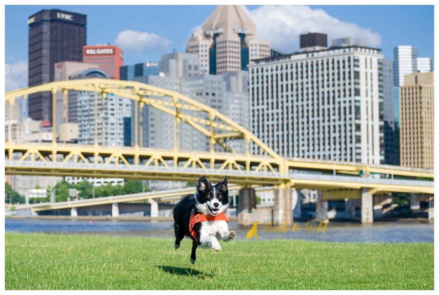 border collie racing through a grassy field on Pittsburgh's North Shore