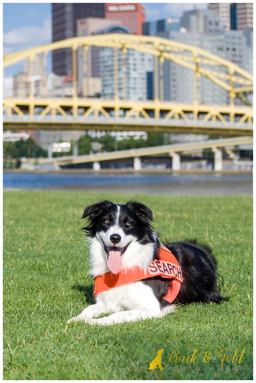 search and rescue border collie showing off her vest