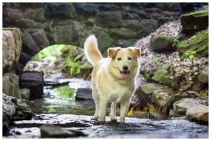 Finn the Husky/Retriever Mix - Schenley Park Pet Photography