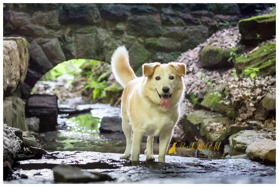 husky/retriever mix standing in a creek at Schenley Park