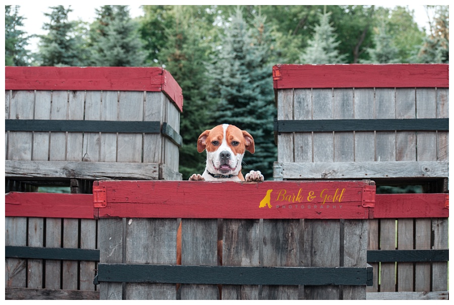 pit bull puppy climbing in apple crates at Davenport Fruit Farm