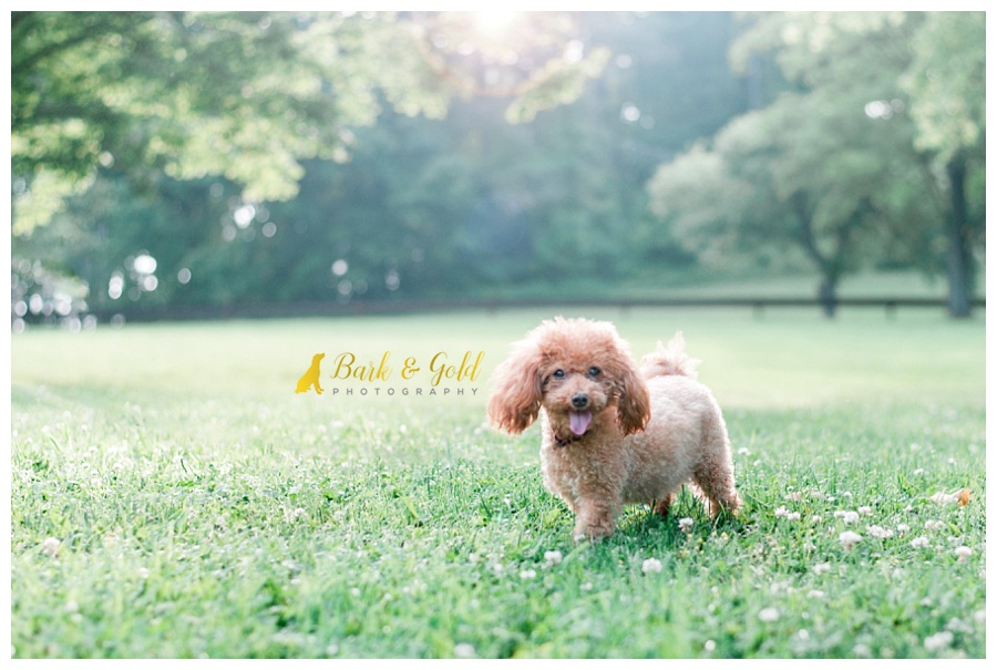 senior miniature poodle playing in a sunlit field at South Park