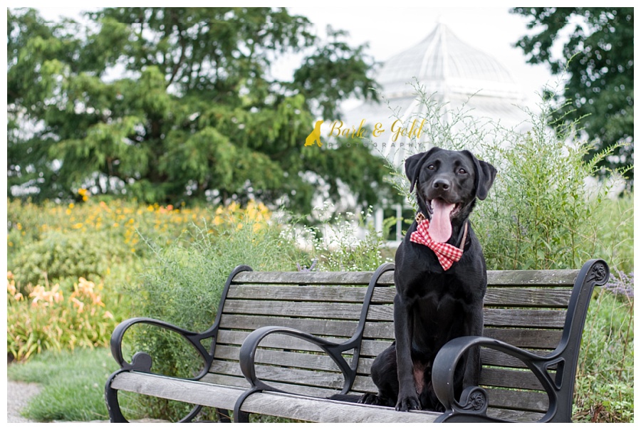 black Lab sitting on a bench outside Phipps Conservatory near Pittsburgh