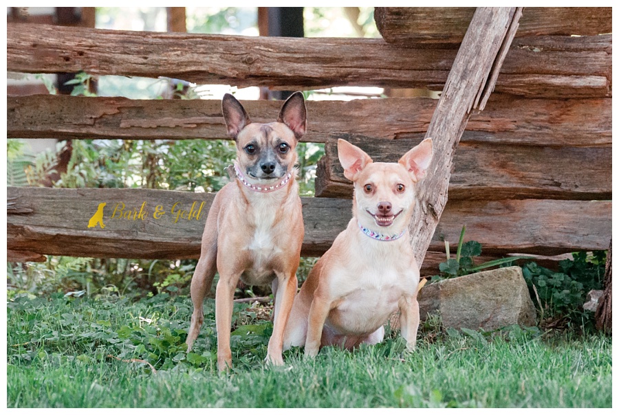 bonded Chihuahuas smiling by the Oliver Miller Homestead in South Park