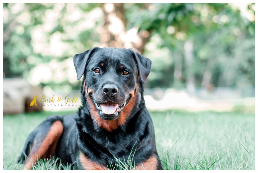 rottweiler smiling during a backyard pet session