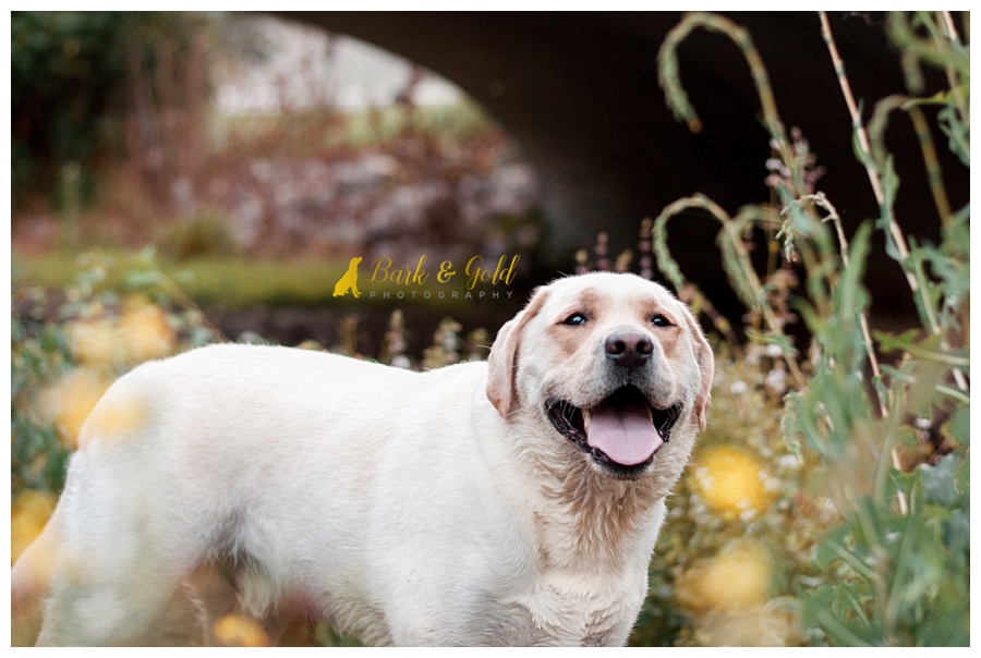 yellow Lab playing among wildlowers at Brady's Run Park