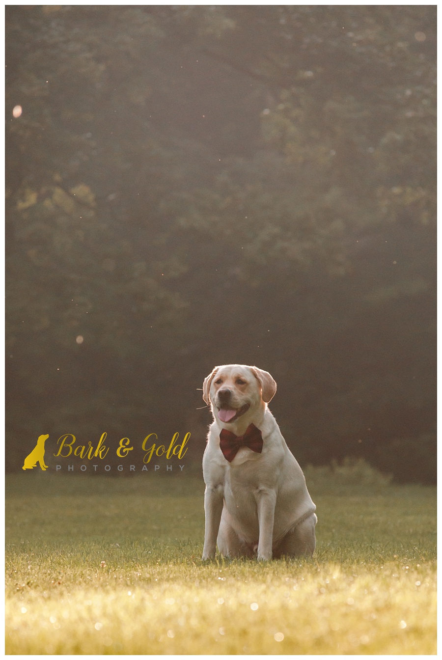 yellow Lab rests during golden hour at at Brady's Run Park