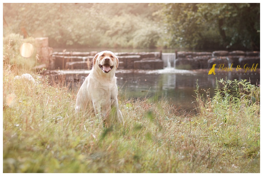 yellow Lab sitting by creek and waterfall at Brady's Run Park
