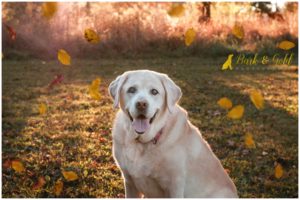 George the English Lab - South Park Pet Photography