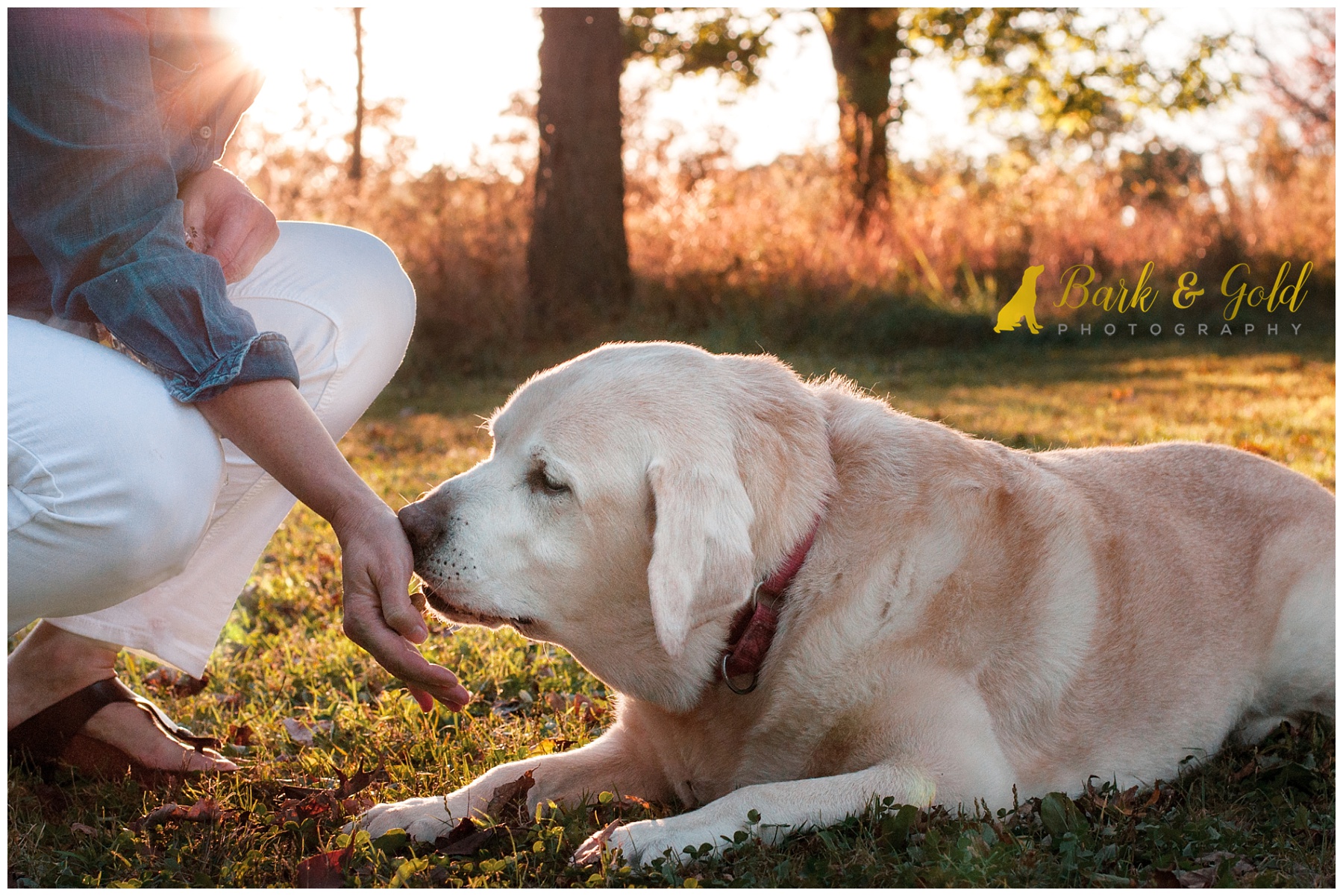 senior English Lab kisses owner's hand in South Park field