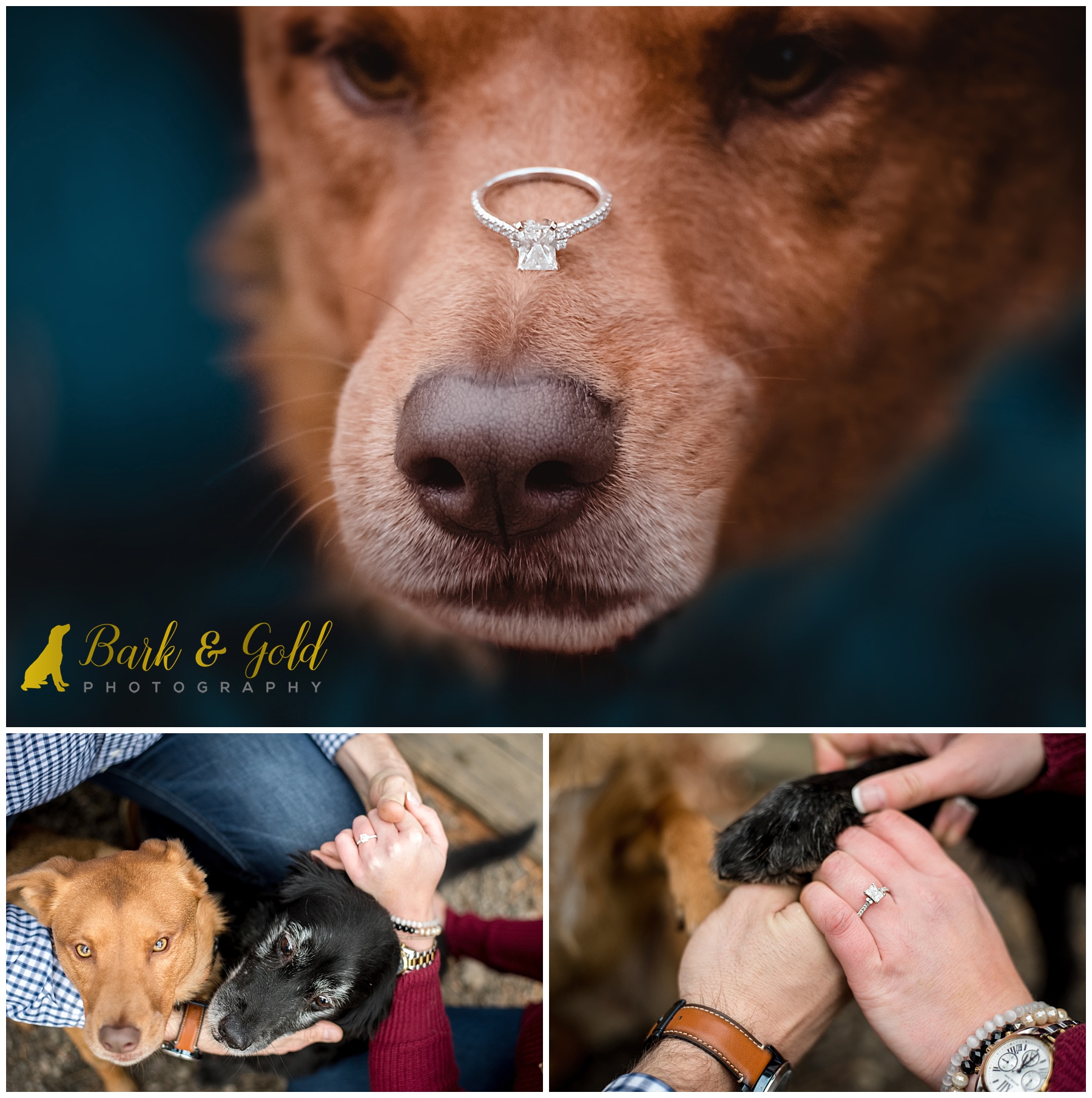 rescue dog with engagement ring on her nose