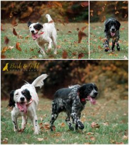 English Setters Ace & Odie - Beaver County Dog Photography