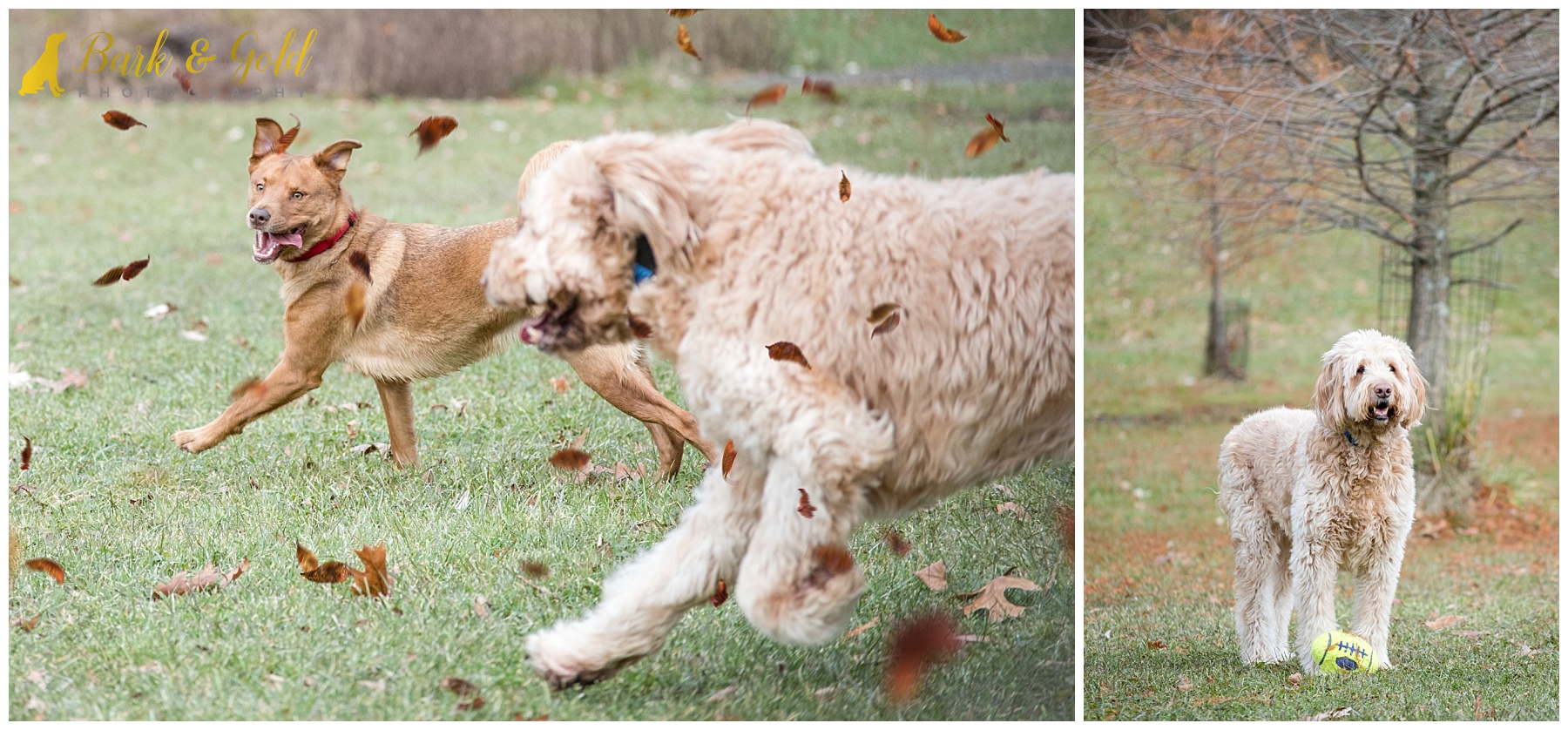 two dogs run in a field of falling leaves at North Park in Gibsonia