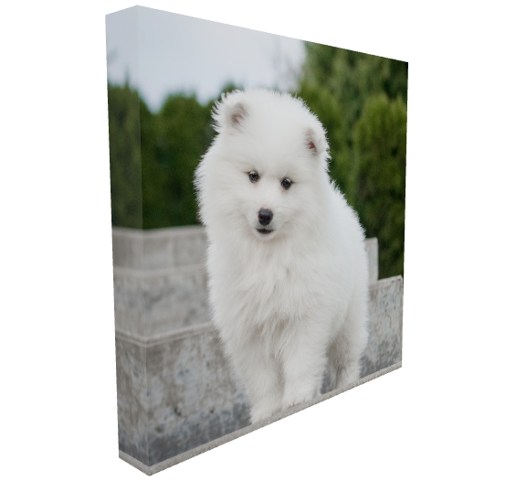 6x6 mini canvas with white American Eskimo puppy