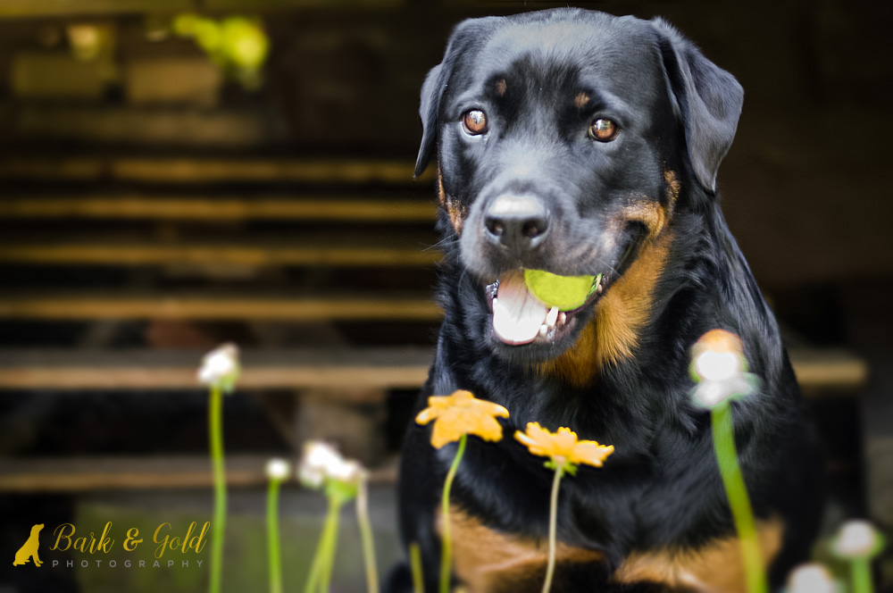 beautiful rottweiler poses with ball in her mouth during a backyard pet photography session