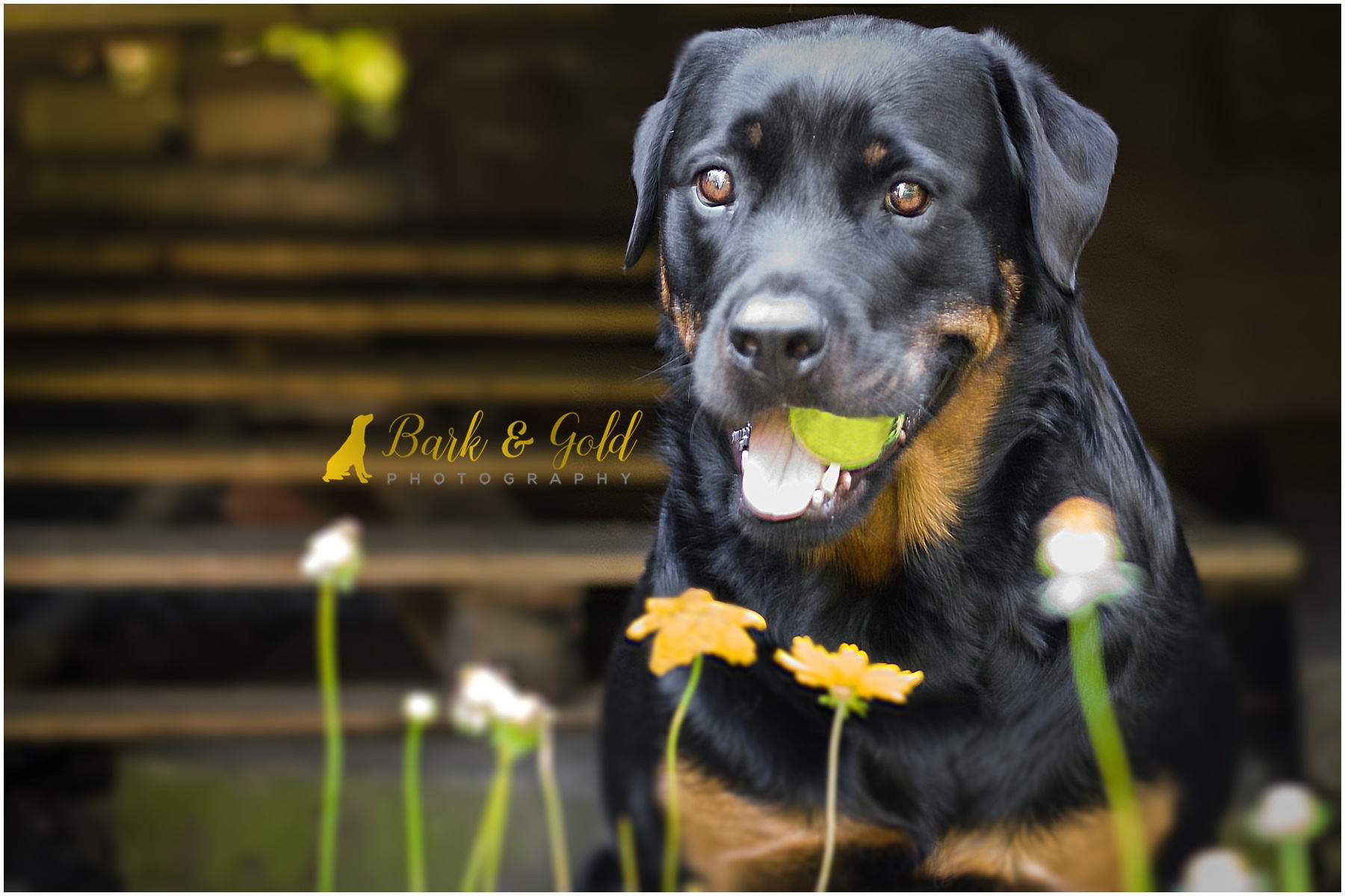 rottweiler holding tennis ball in her mouth by wildflowers