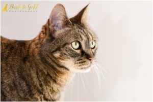 Mr. Purr, Ramone, & Tiger Lily - Pittsburgh Cat Photography