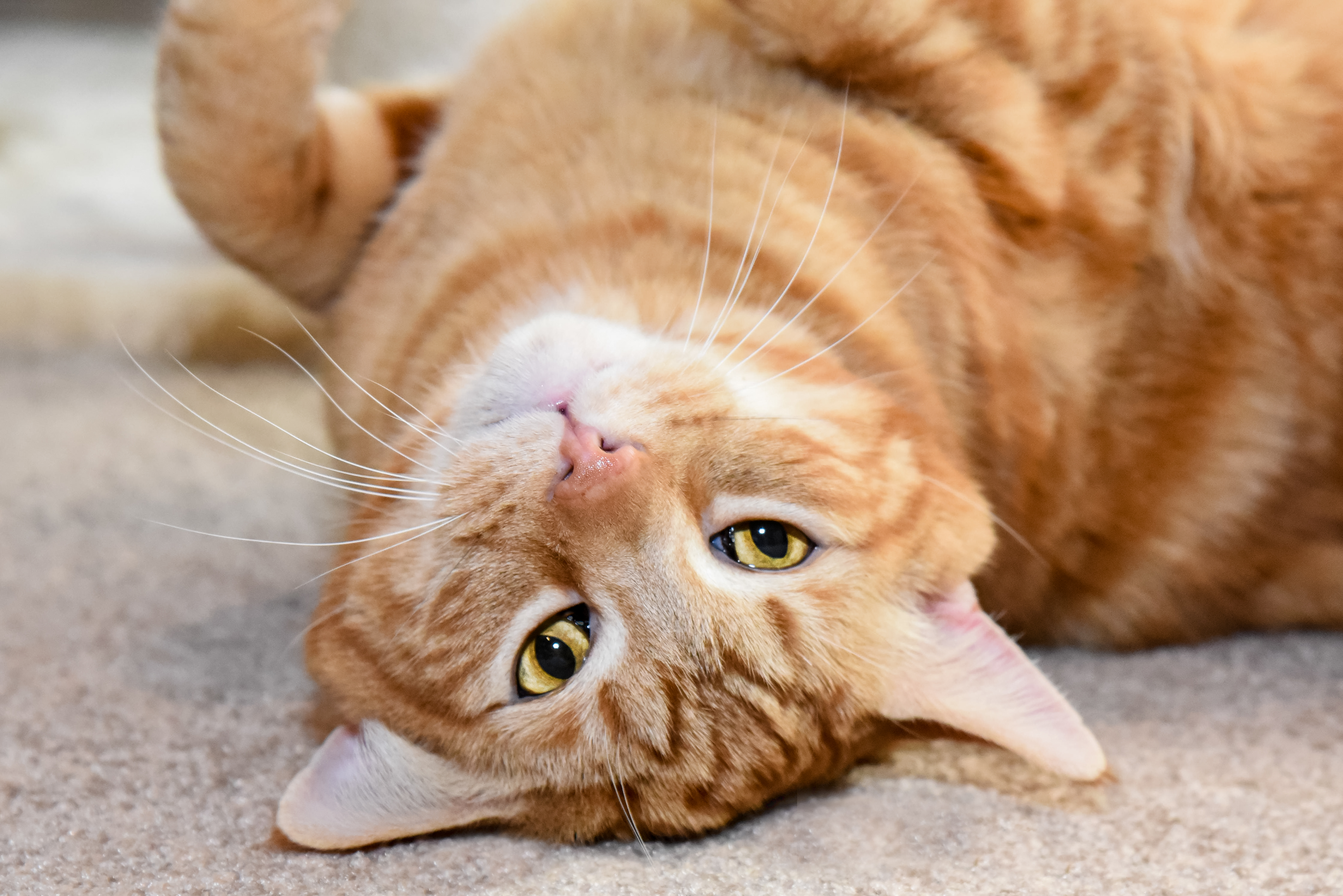 orange tabby cat playfully upside down