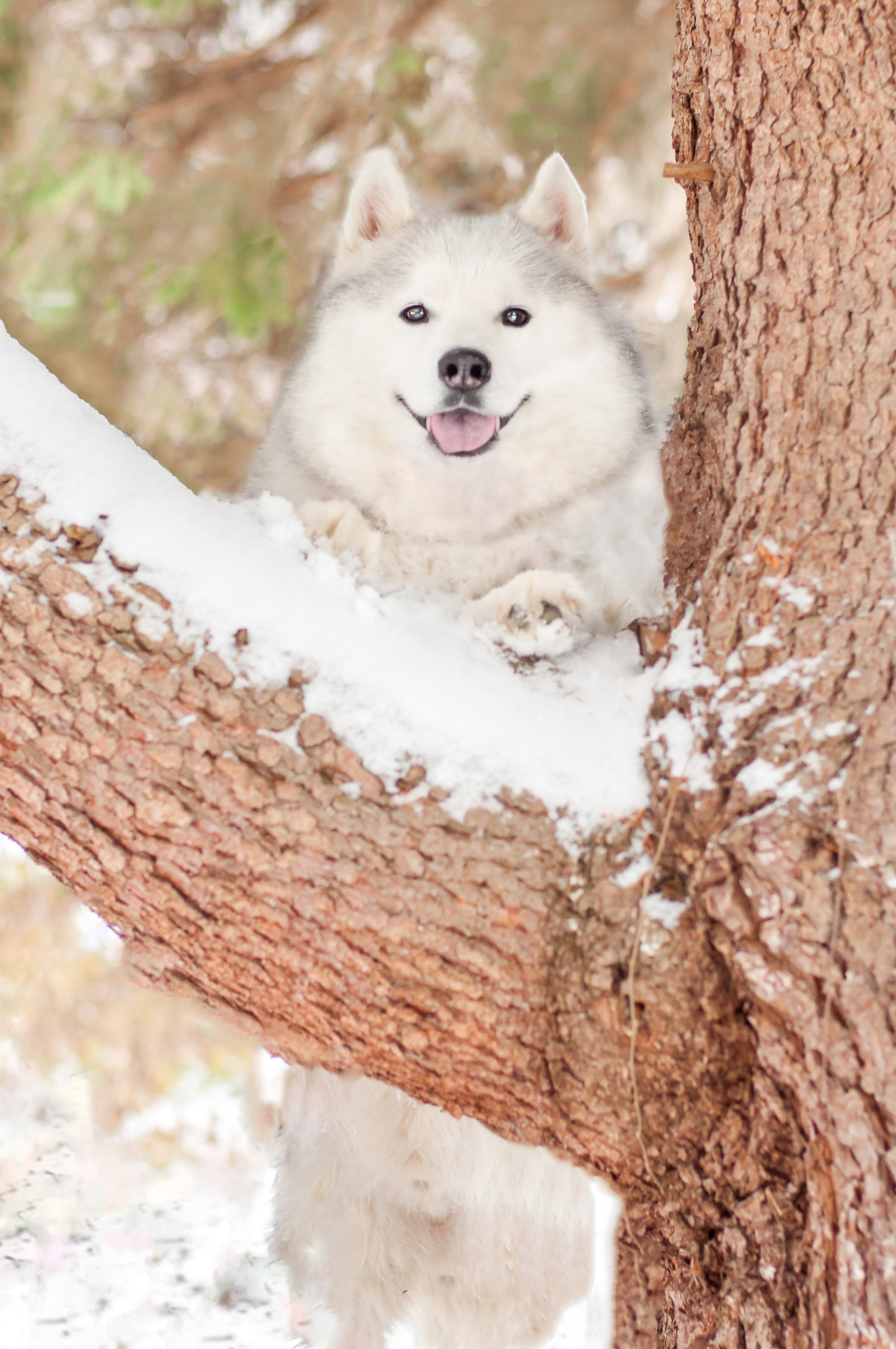 Siberian husky poses on a sow-covered tree in Olson Park